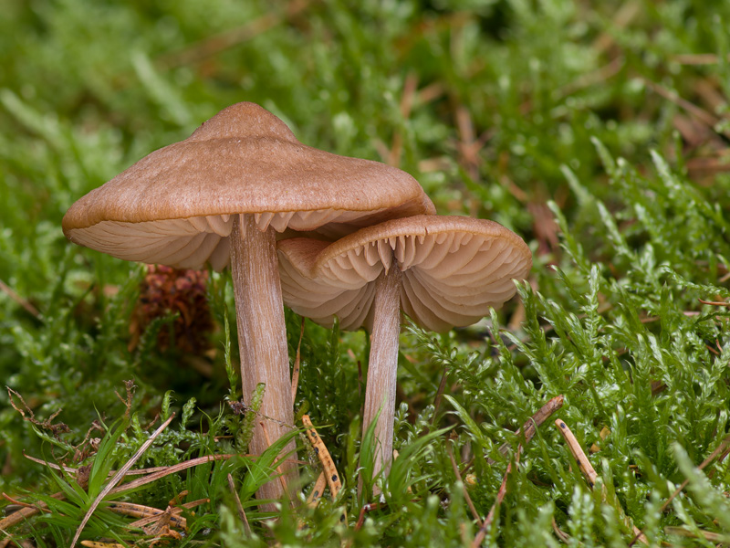 Entoloma cetratum